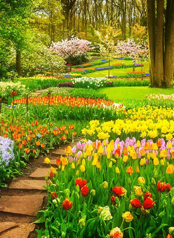 Tulip Season in the Netherlands