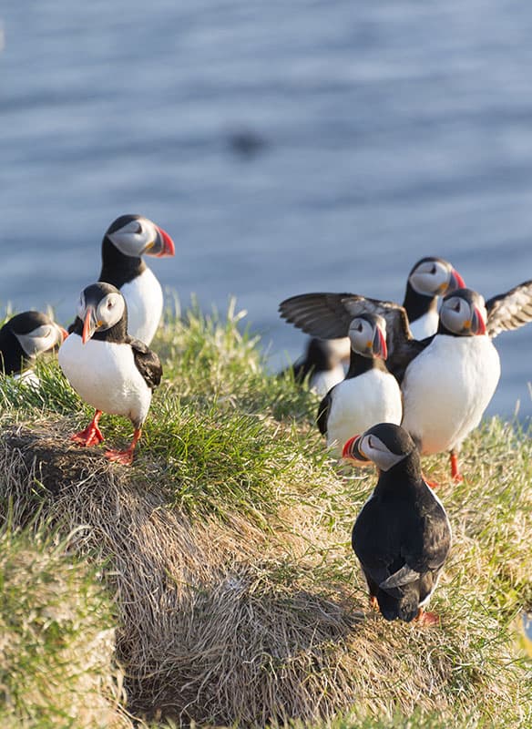 Scottish Isles Bank Holiday Break