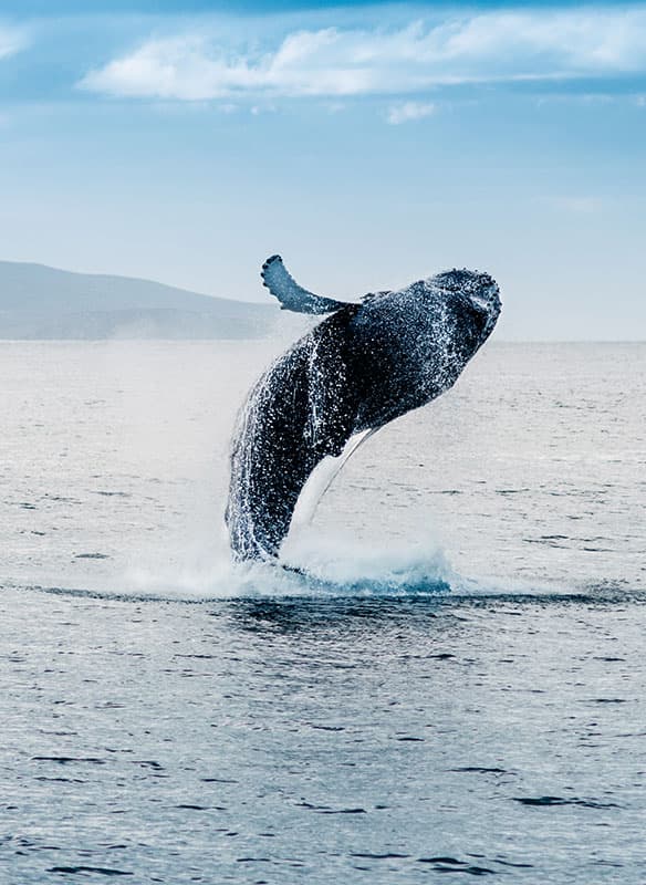 Whales & Wonders of Iceland