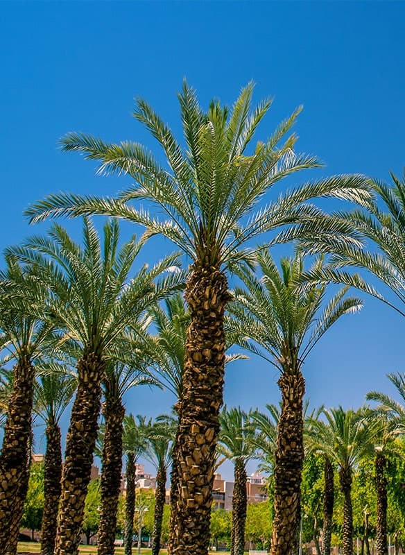 Canary Islands Christmas & Cádiz New Year