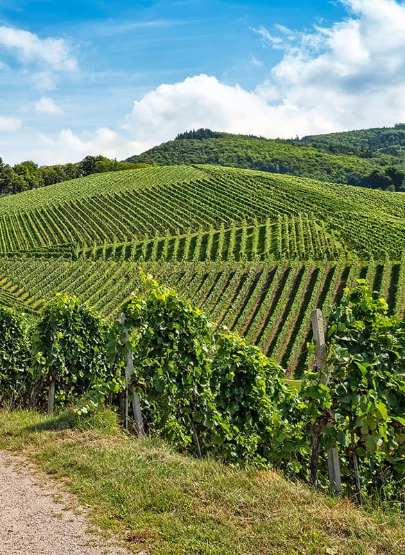 Rivers, Harbours & Vineyards of France